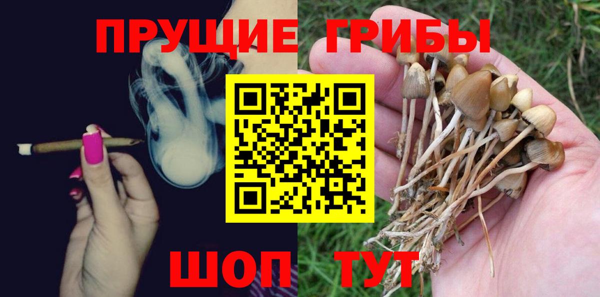 Баксан  Галлюциногенные грибы Psilocybine cubensis  Вход с VPN 